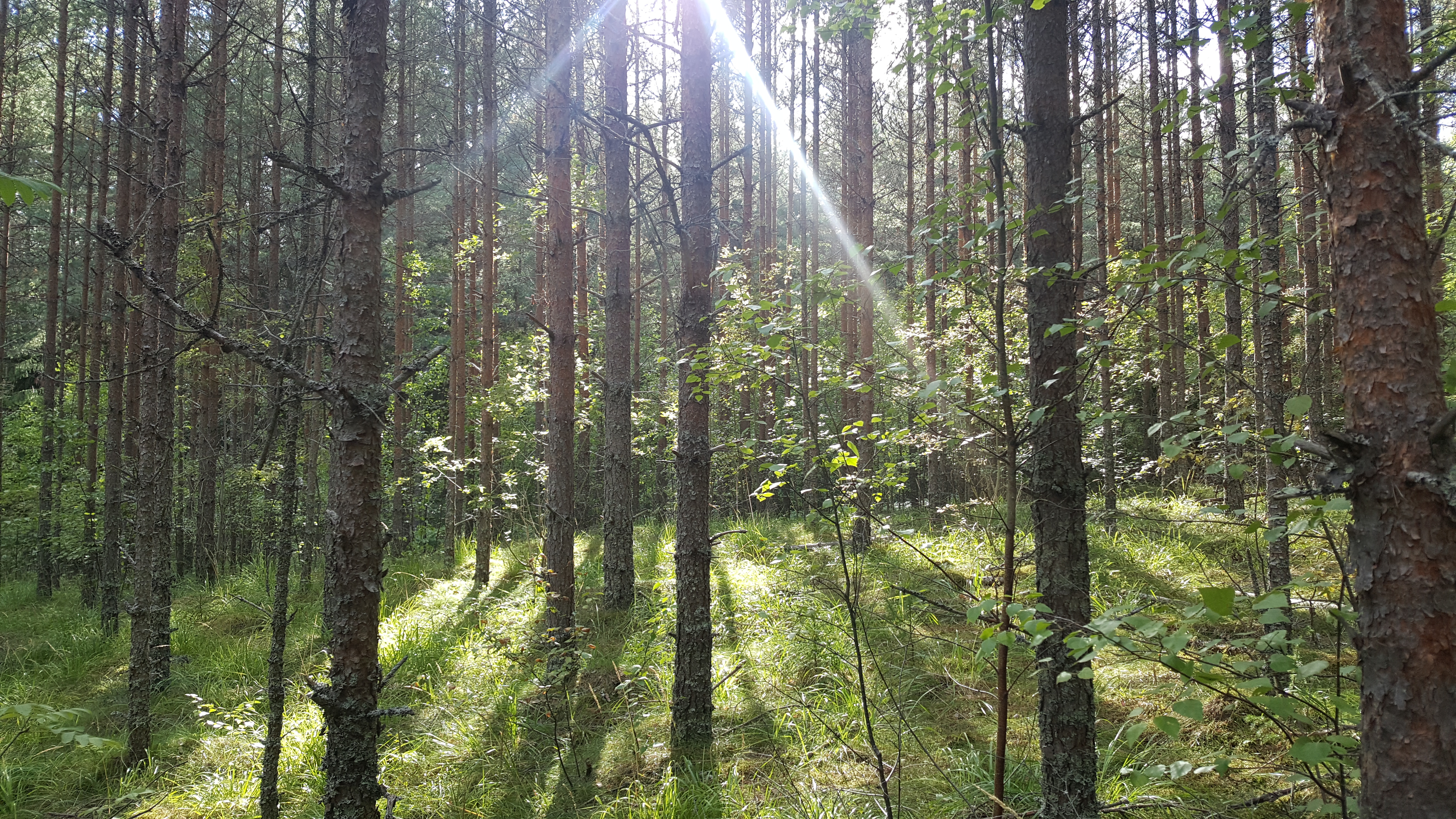 Ensamma hinder och pinnar i skogen